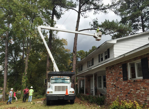 Maywood, NJ Tree Care Company