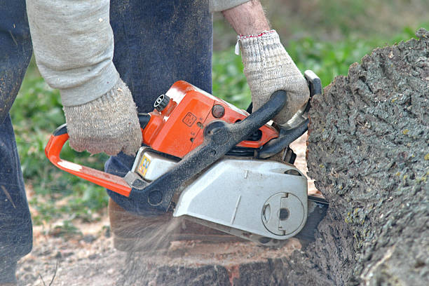 Seasonal Cleanup (Spring/Fall) in Maywood, NJ