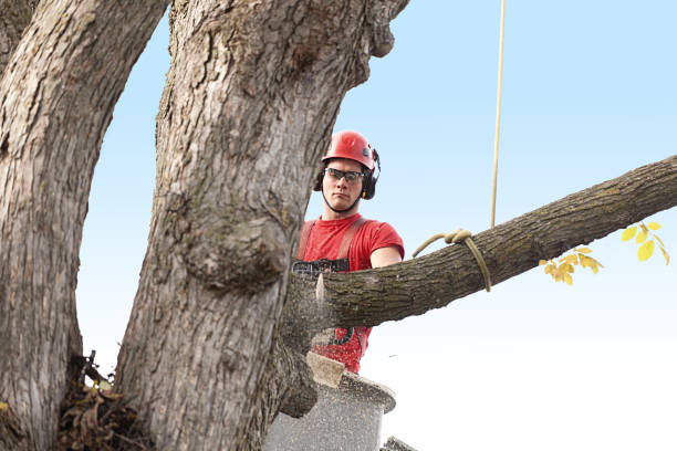 How Our Tree Care Process Works  in  Maywood, NJ